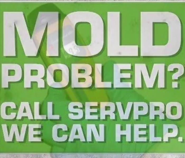 mold help